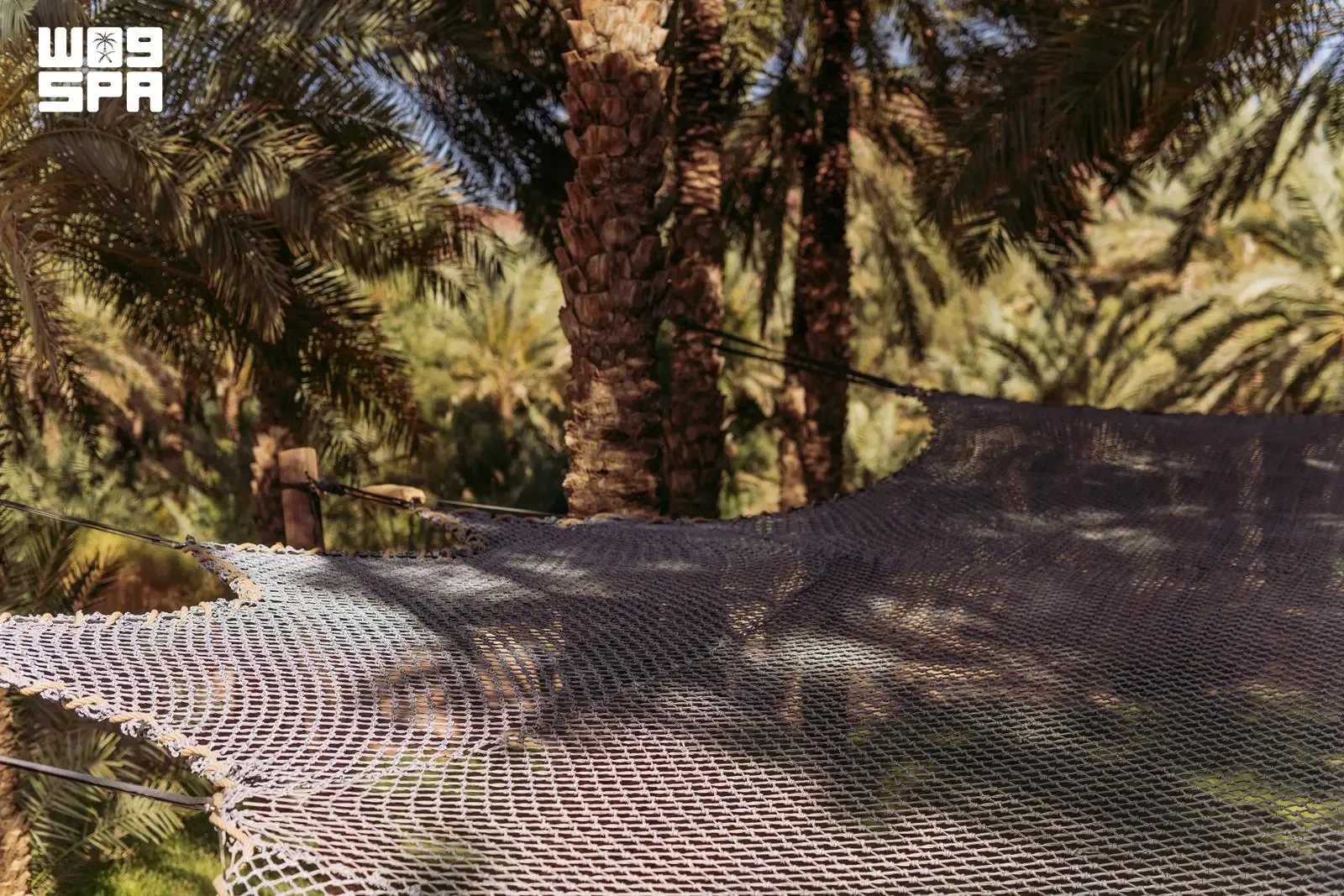صورة من الألبوم
