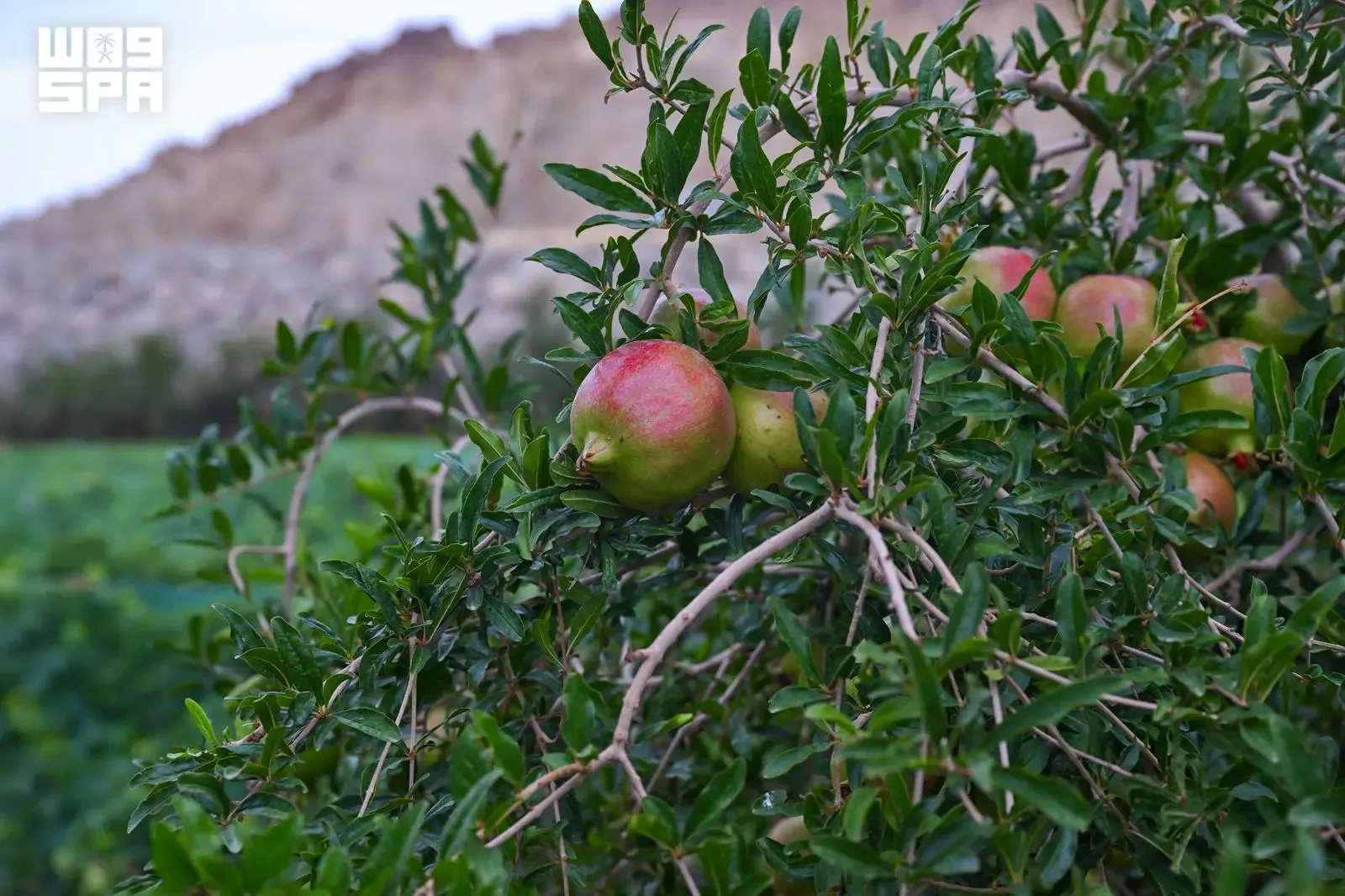 صورة من الألبوم
