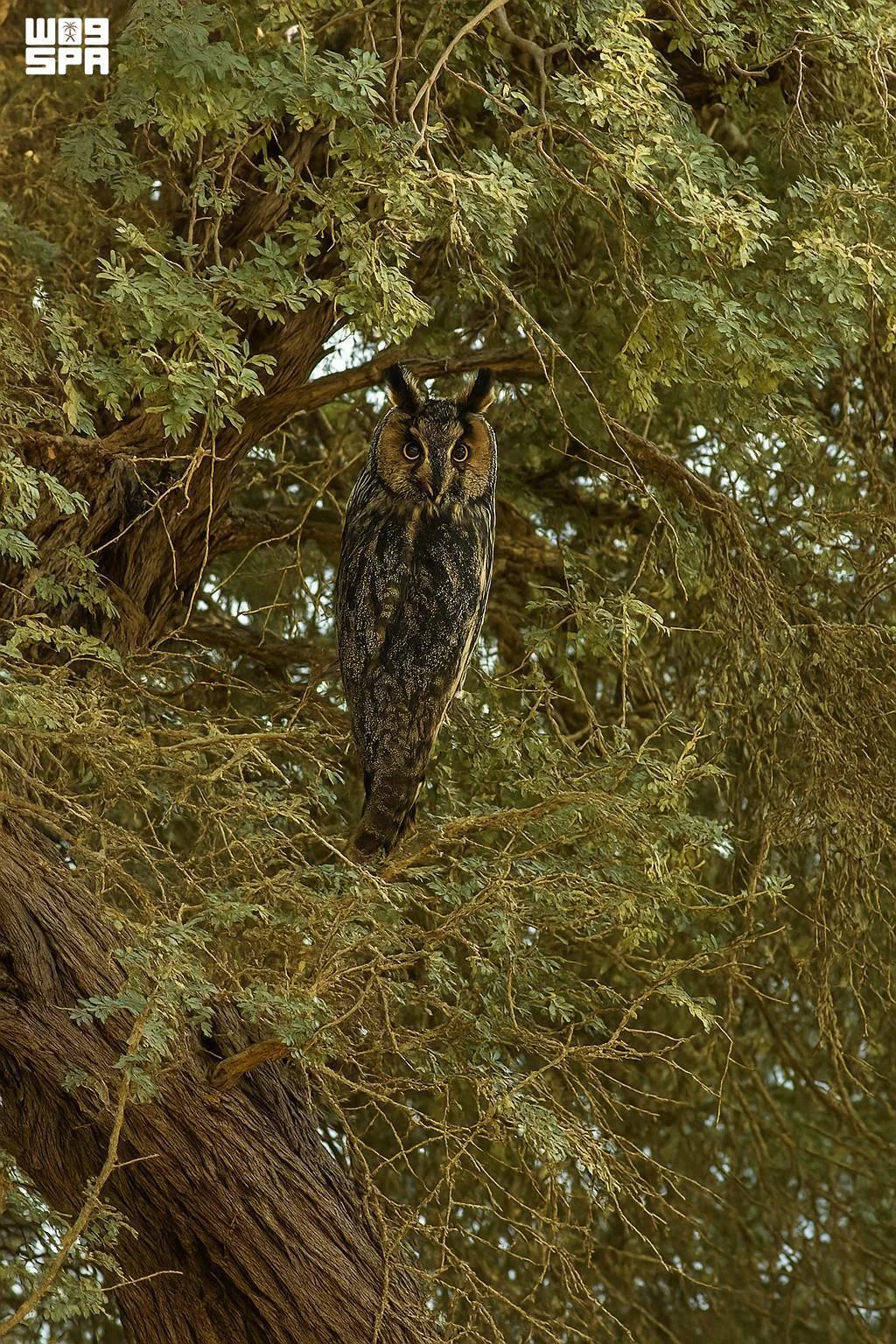 صورة من الألبوم