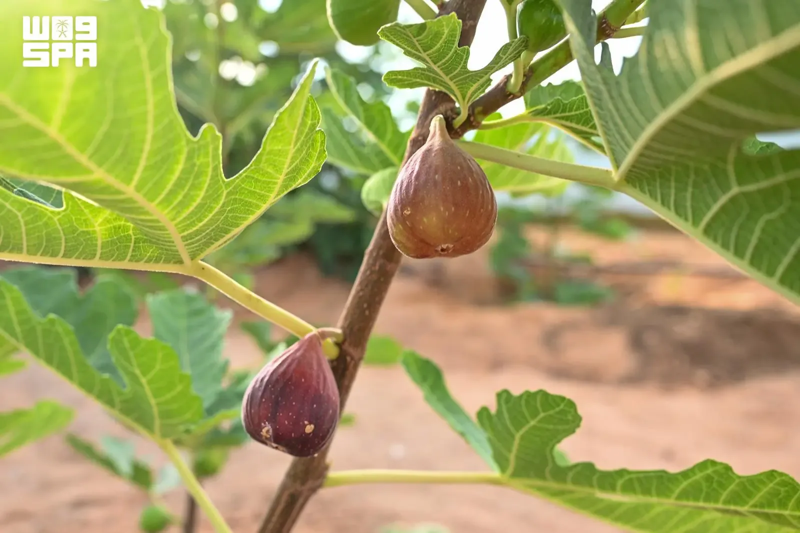 صورة من الألبوم