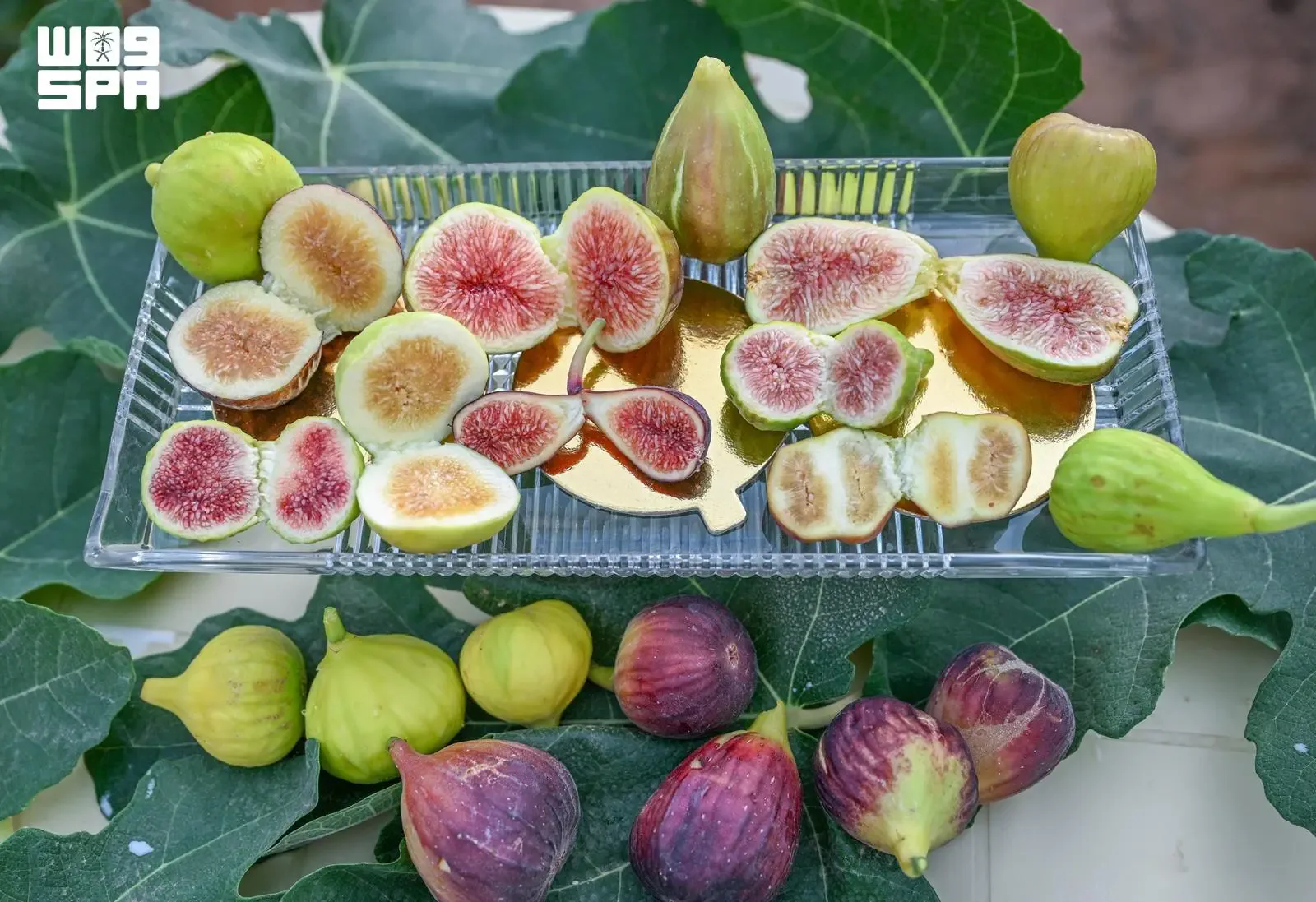 صورة من الألبوم