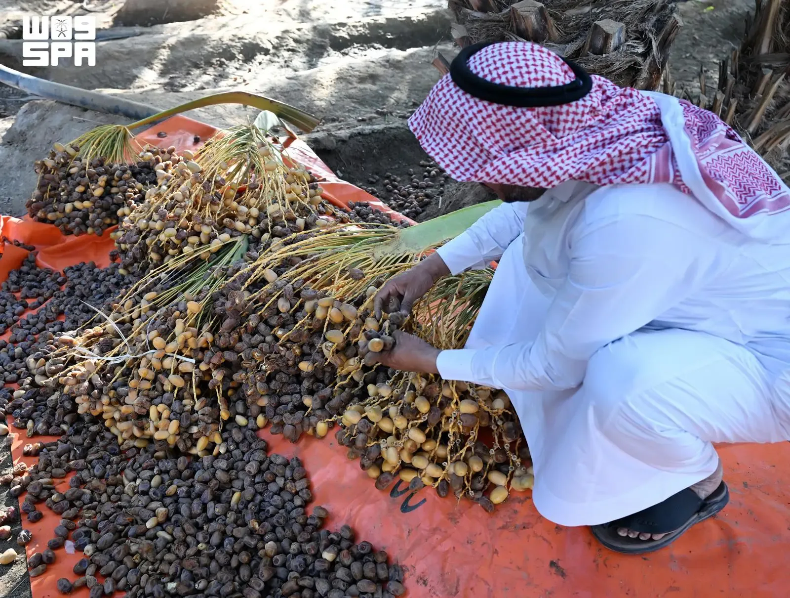 صورة من الألبوم