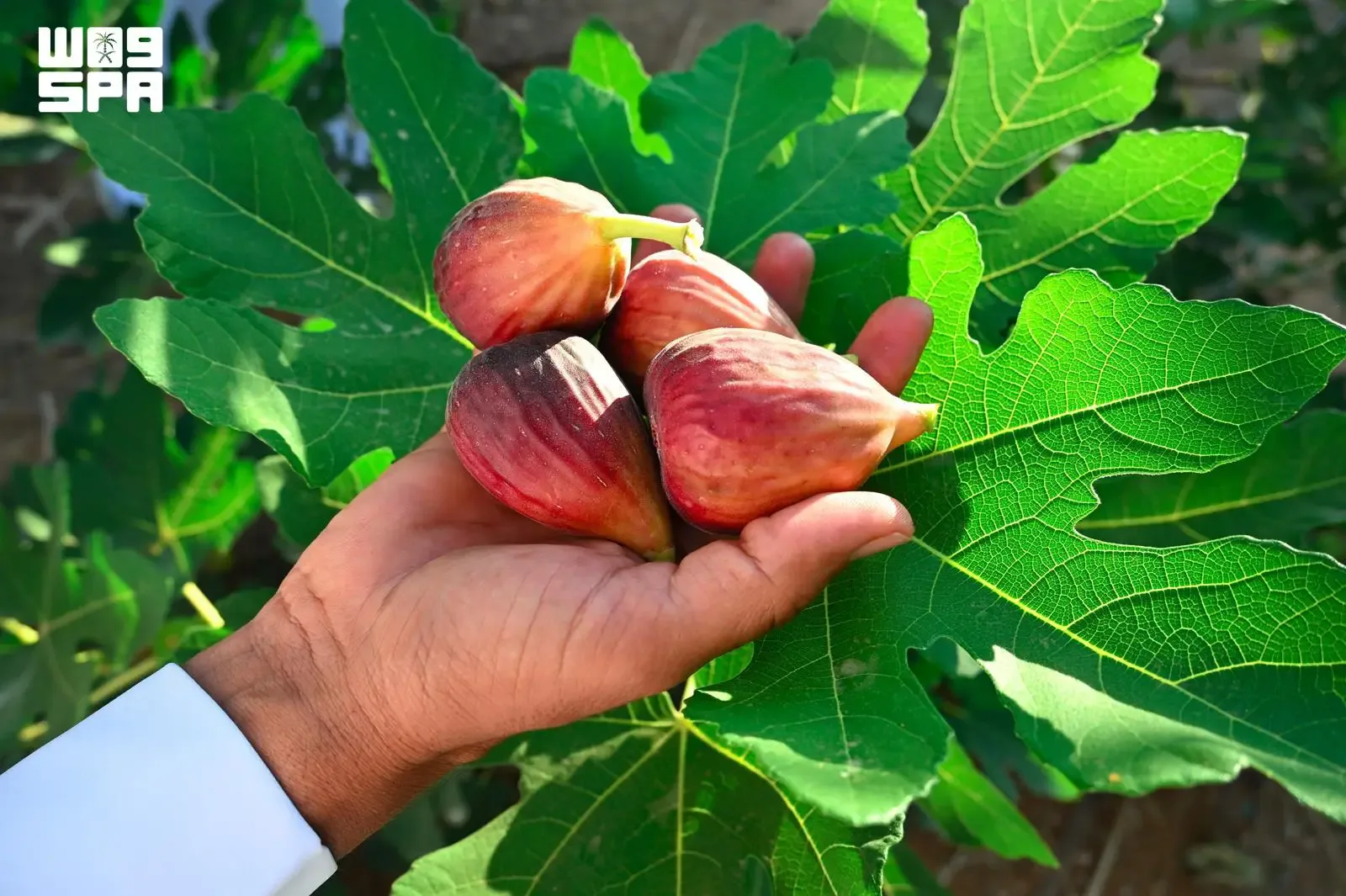 صورة من الألبوم