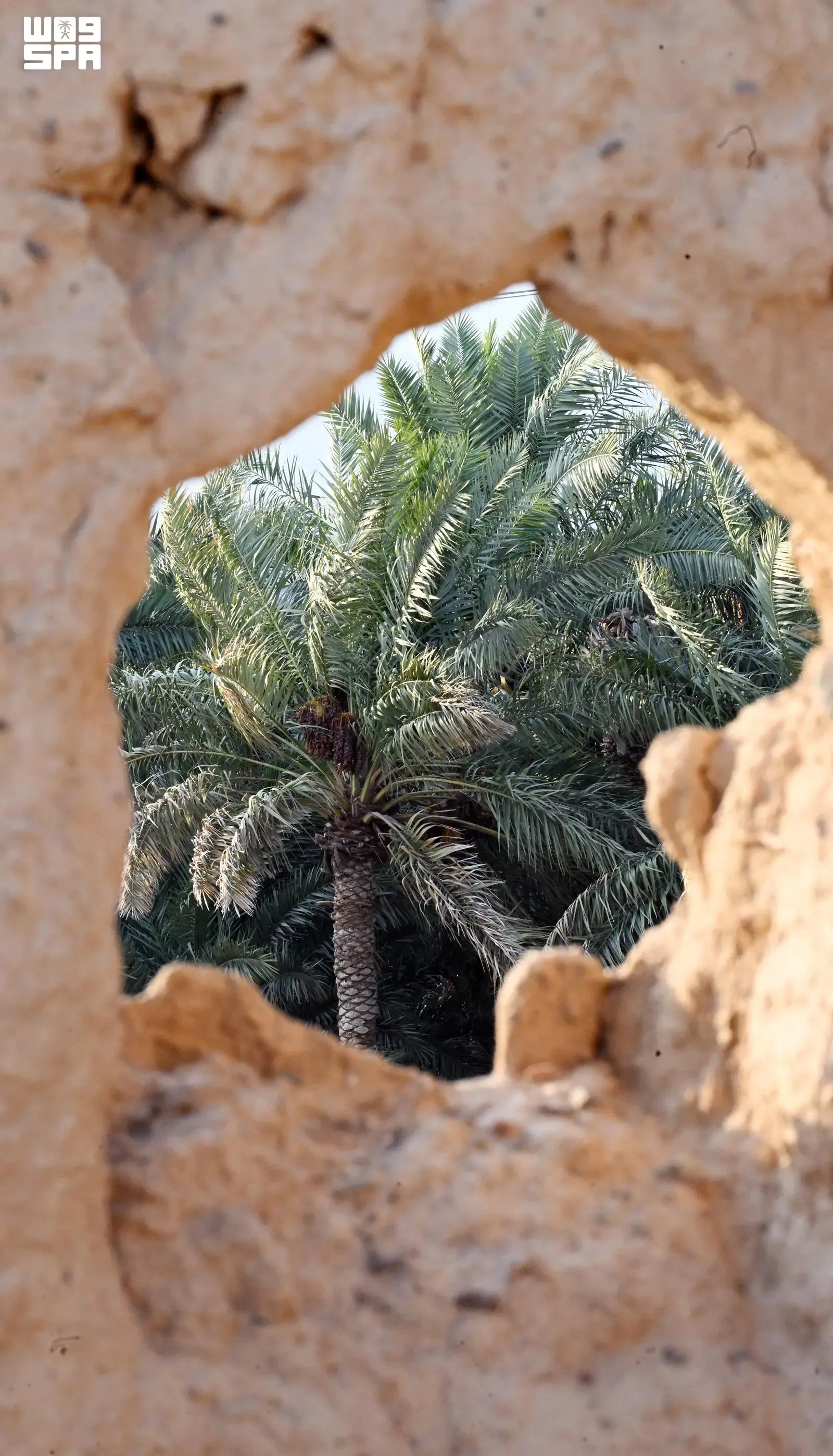 صورة من الألبوم