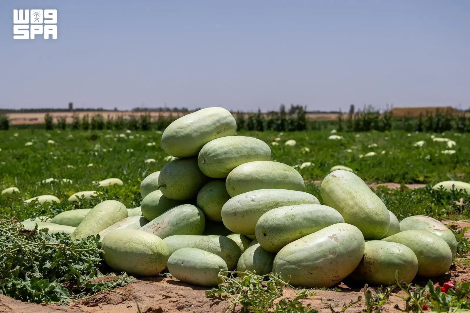 صورة من الألبوم