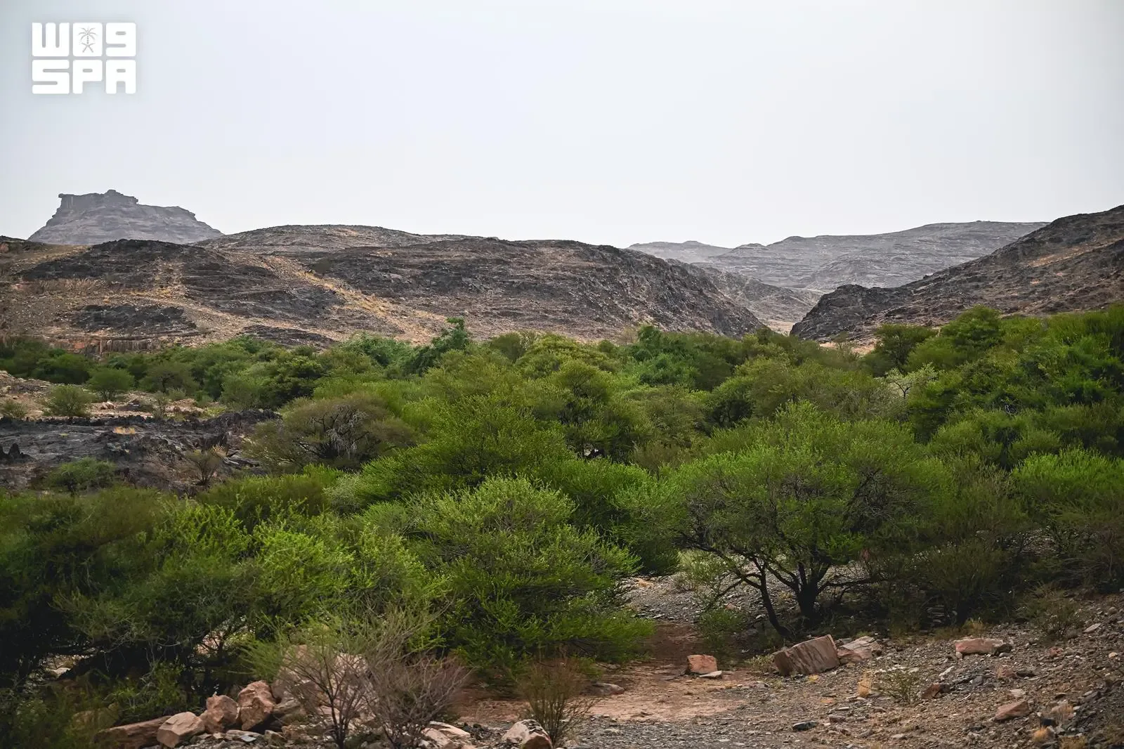 صورة من الألبوم