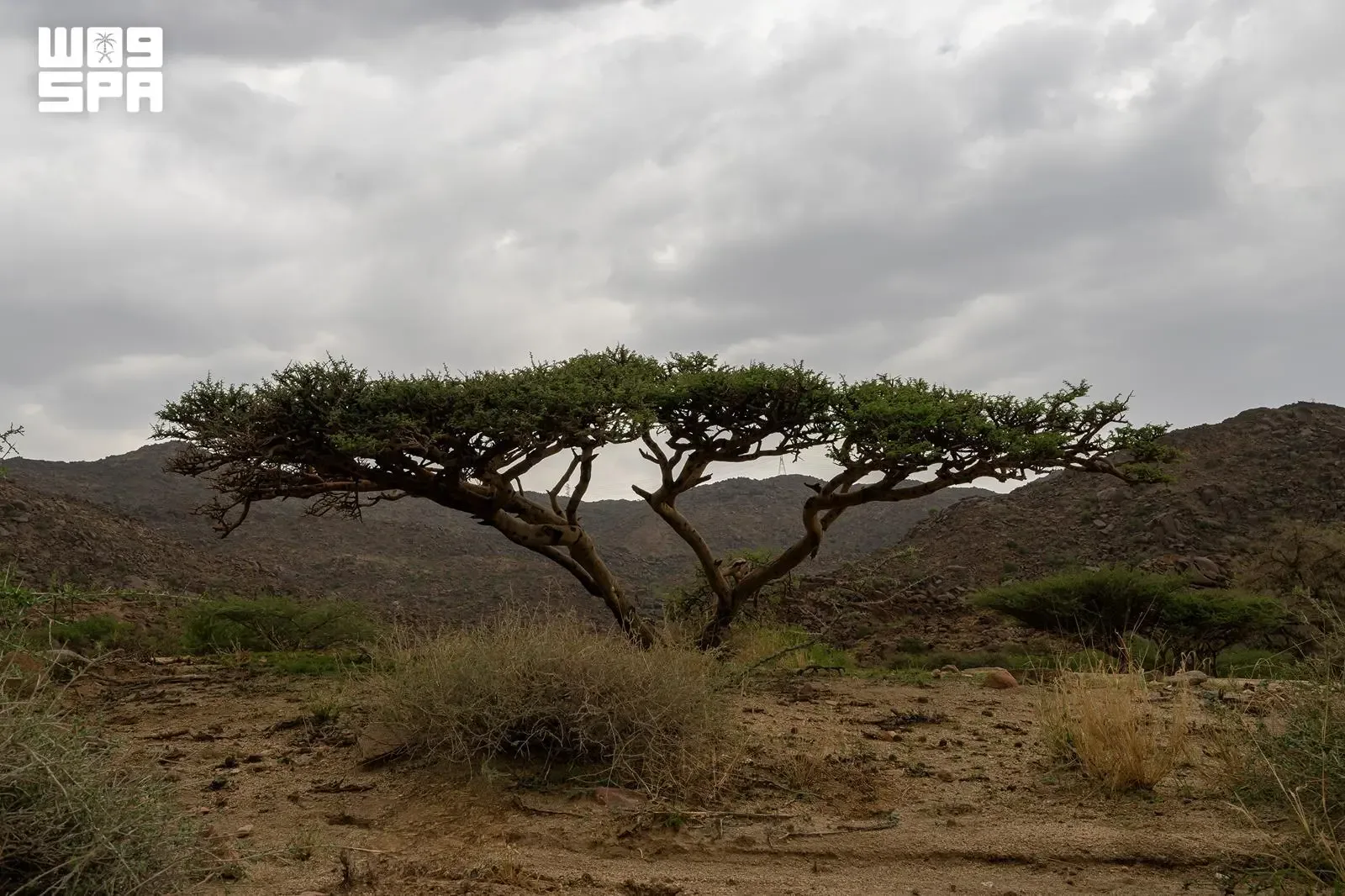 صورة من الألبوم