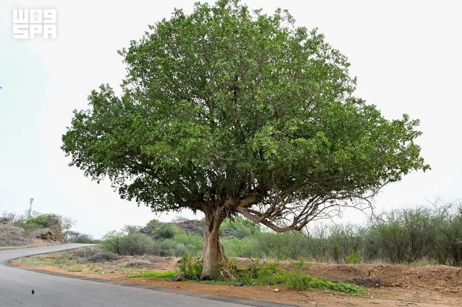 صورة من الألبوم
