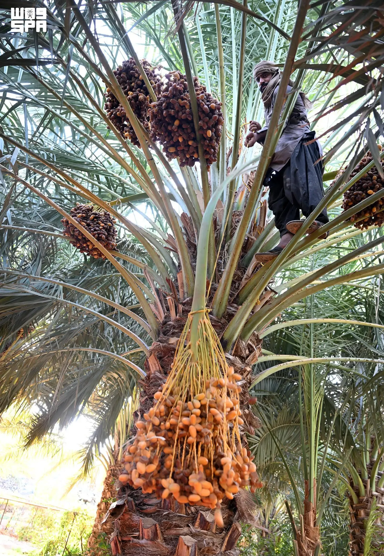 صورة من الألبوم