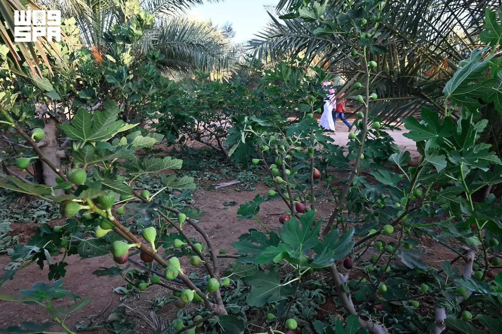 صورة من الألبوم