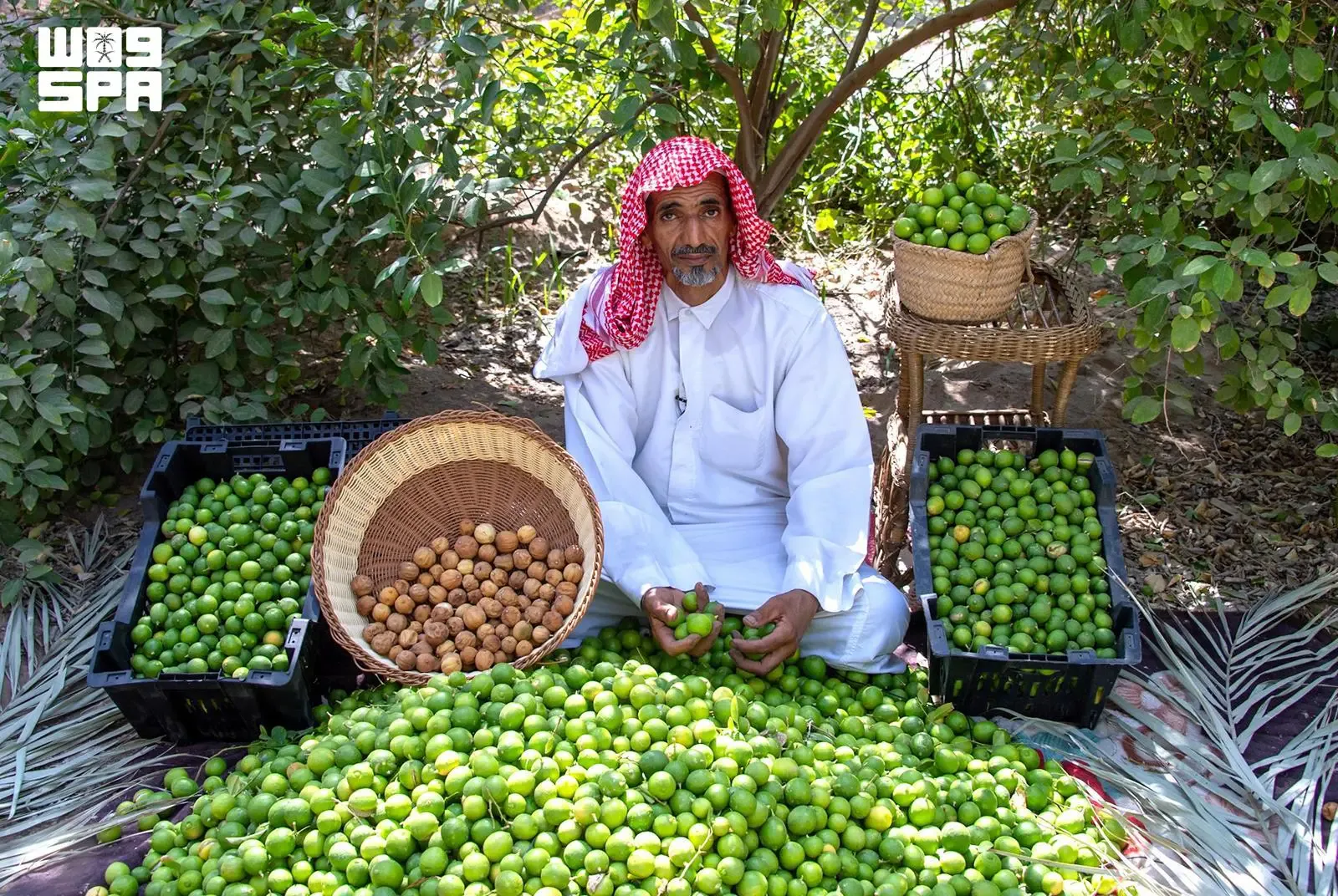 صورة من الألبوم