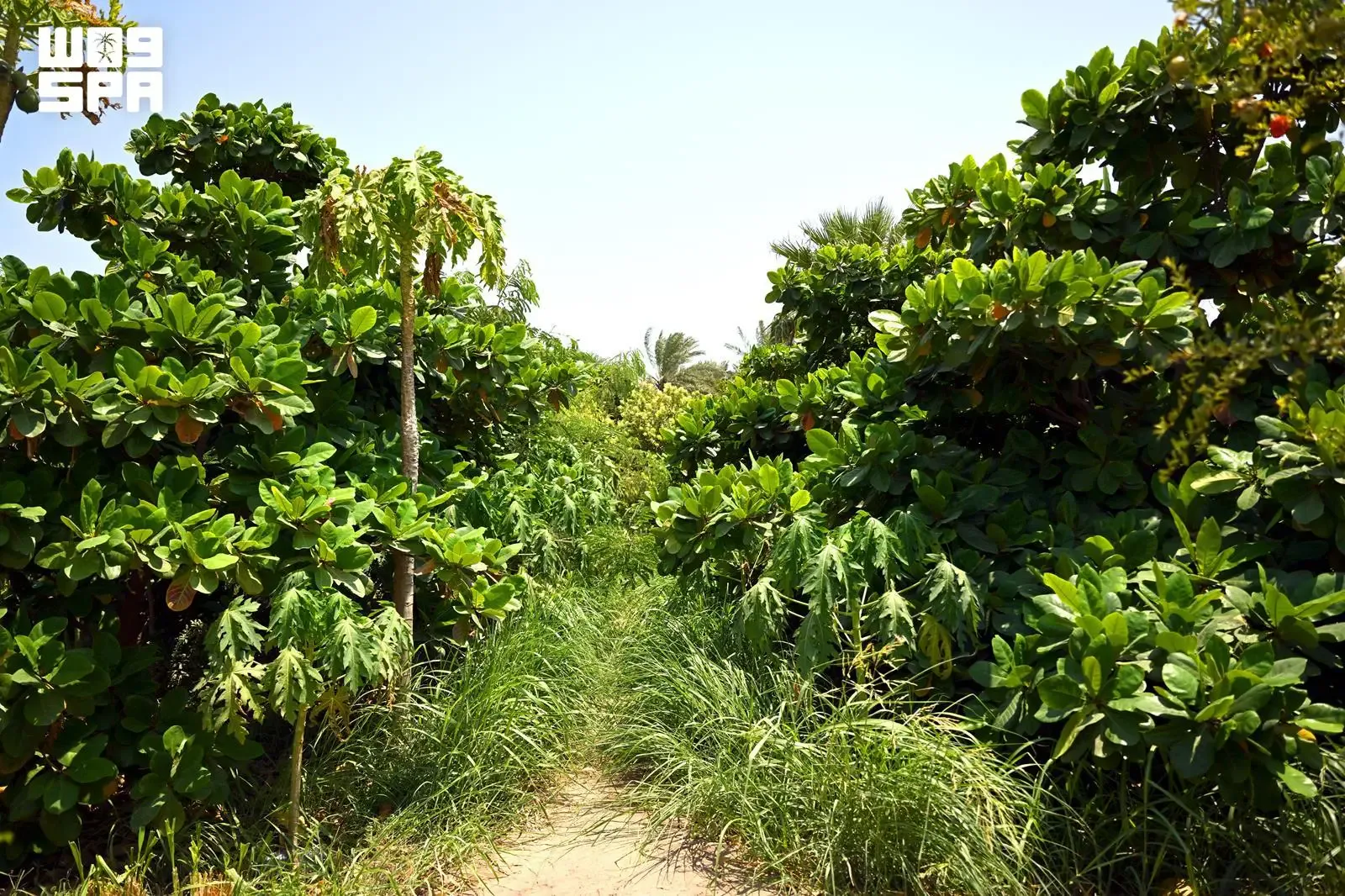 صورة من الألبوم