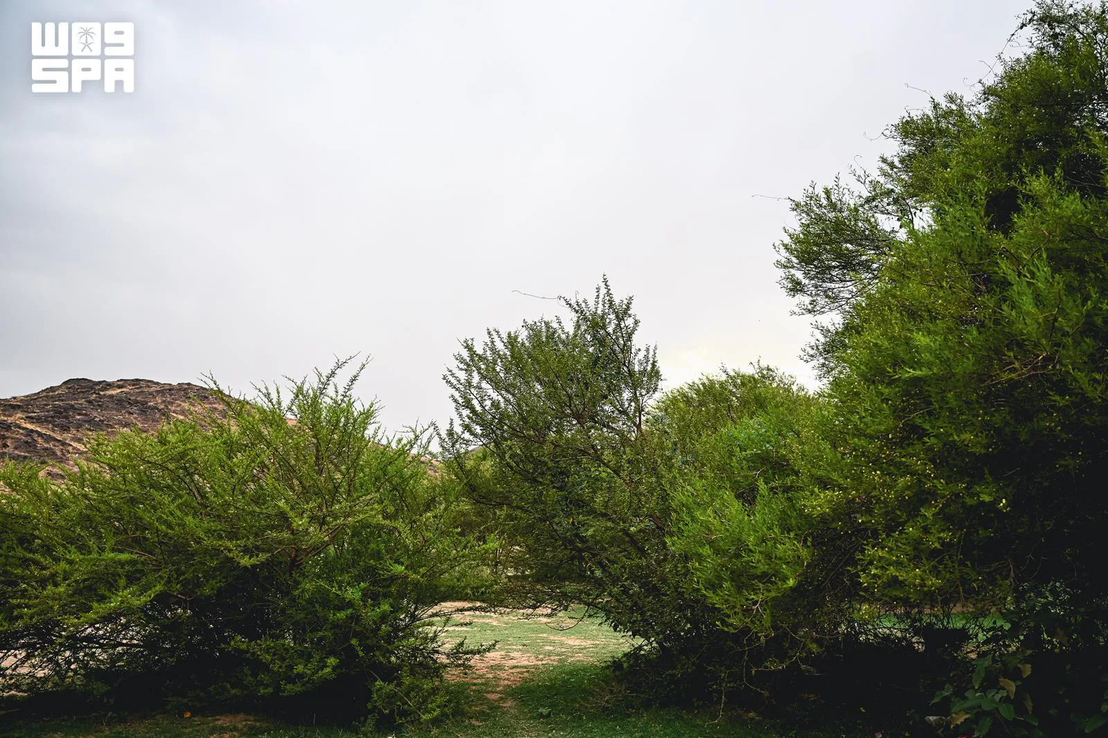صورة من الألبوم