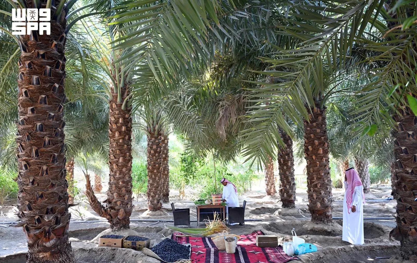 صورة من الألبوم