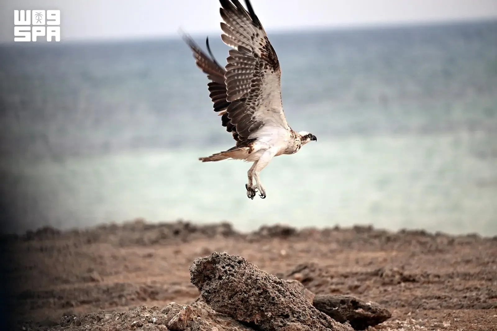 صورة من الألبوم
