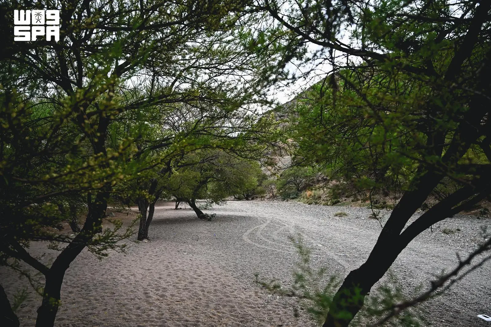 صورة من الألبوم