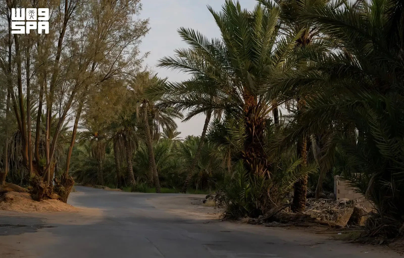صورة من الألبوم