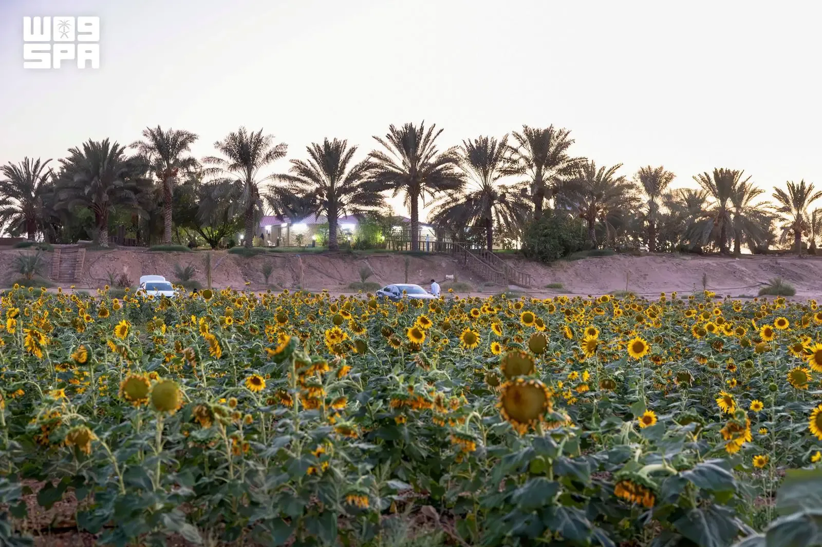 صورة من الألبوم