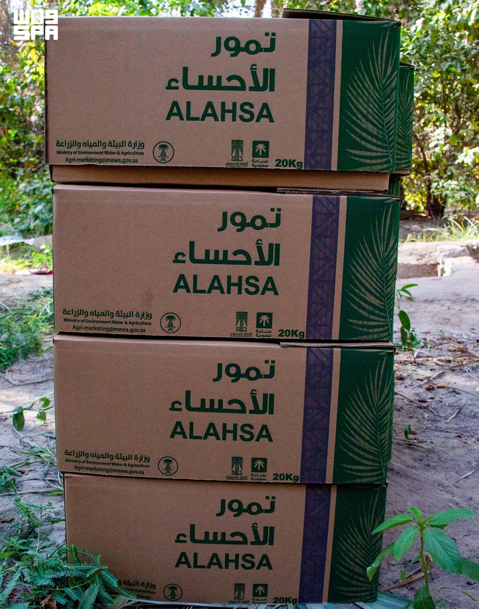 صورة من الألبوم