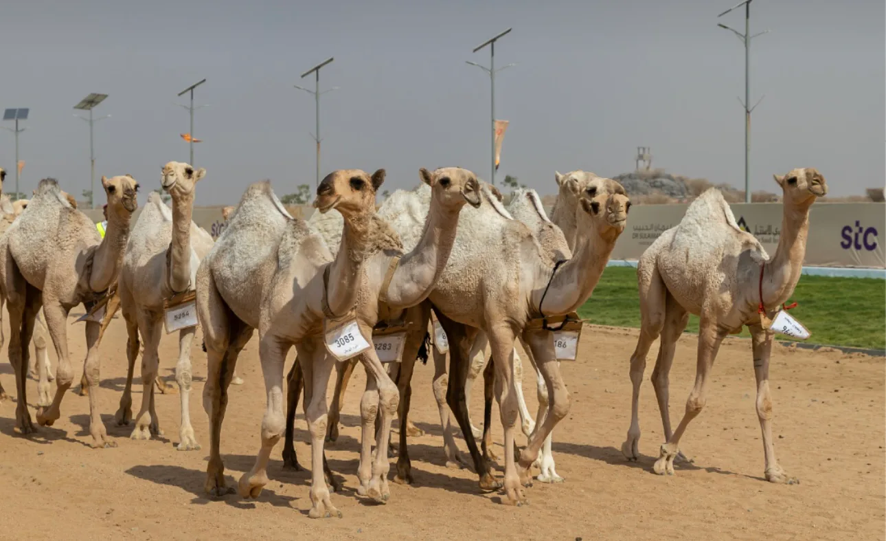 صورة الخبر
