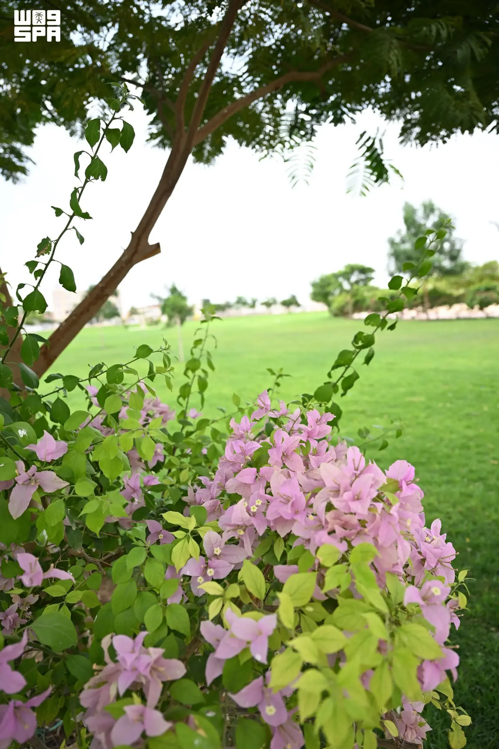 صورة من الألبوم