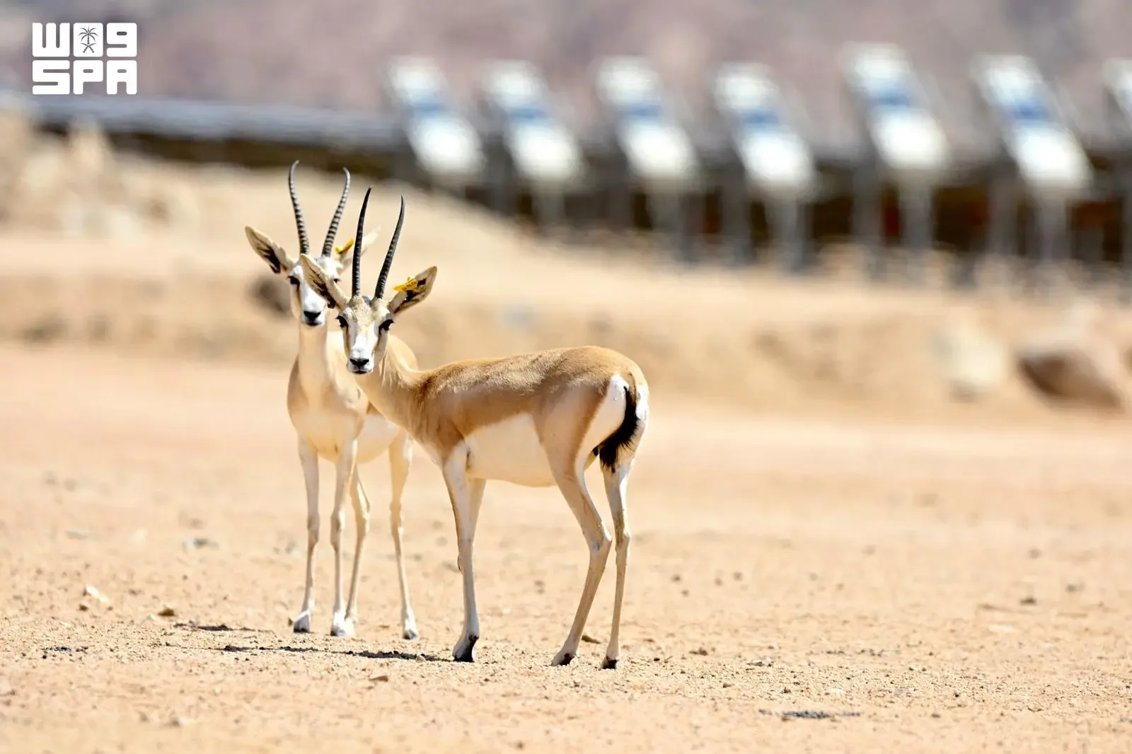 صورة من الألبوم