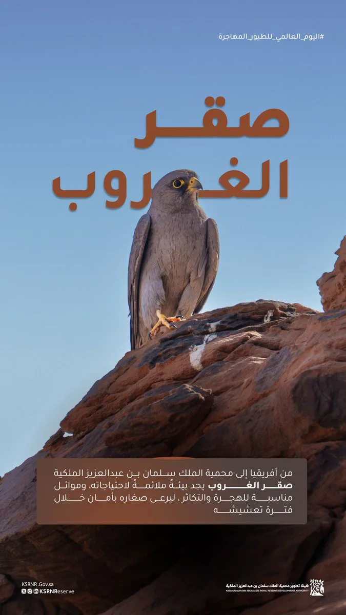 صورة الخبر