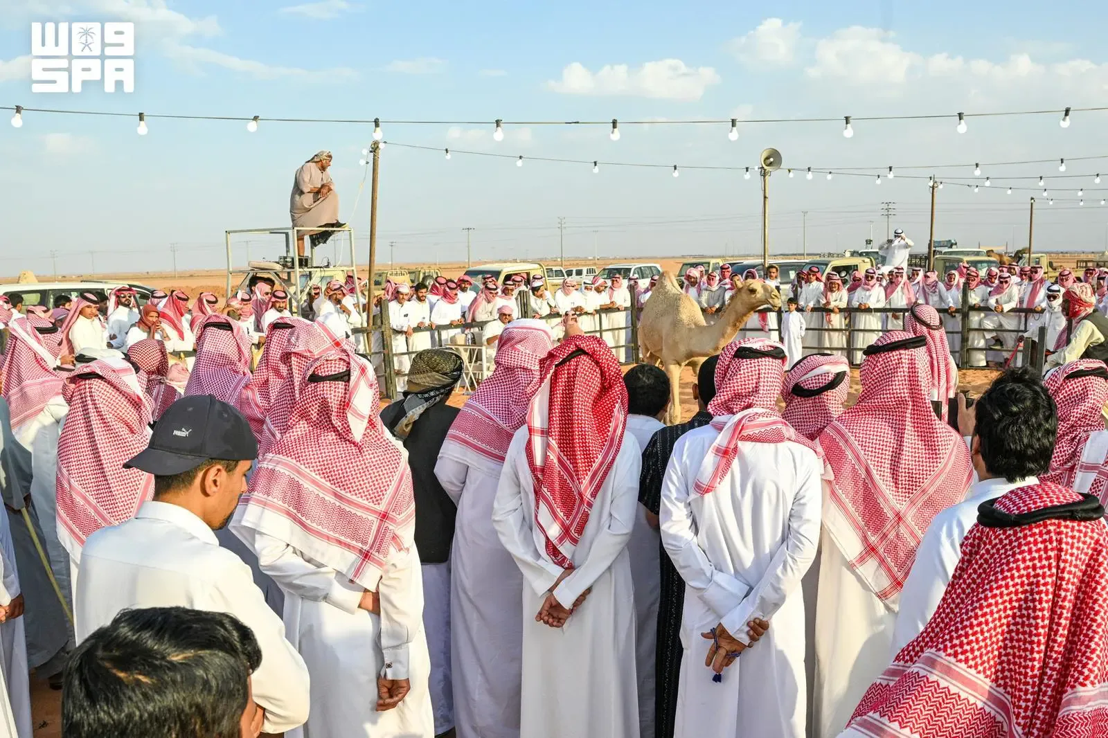 مزاد حائل للإبل في نسخته الـ17 يحقق مبيعات تتجاوز 26.3 مليون ريال