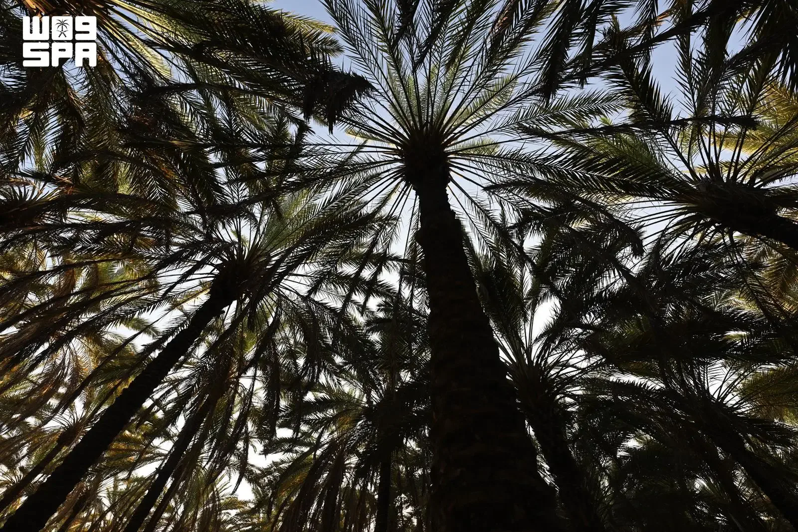 العلا تختتم موسم جداد التمور بإنتاج 130 ألف طن ومزاد مستمر حتى 15 نوفمبر