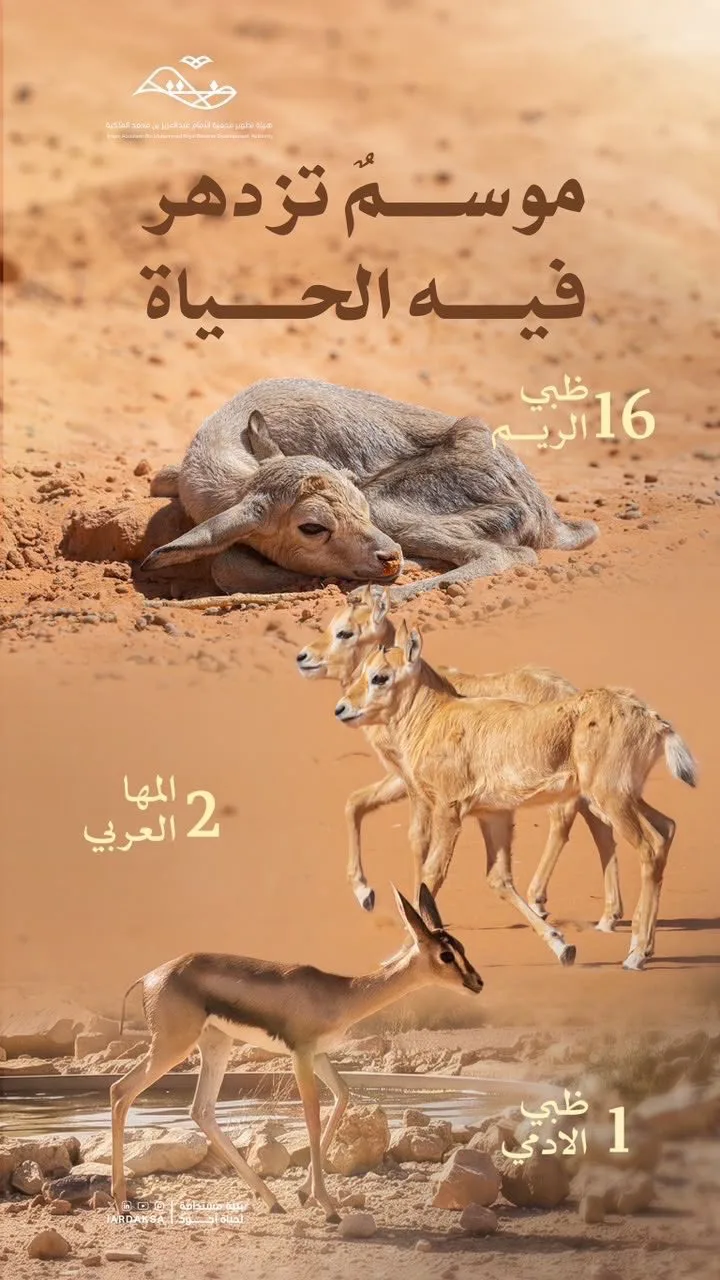 هيئة تطوير محمية الإمام عبدالعزيز بن محمد الملكية ترصد 19مولودًا للكائنات الفطرية خلال الربع الثالث من 2026