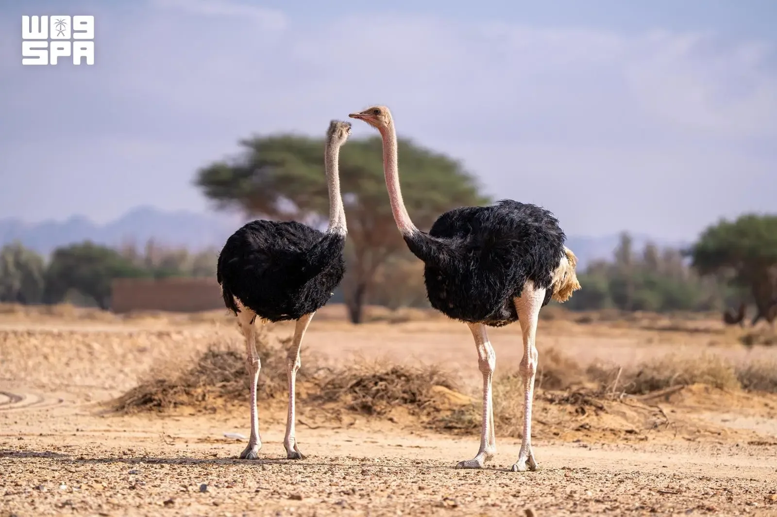صورة من الألبوم