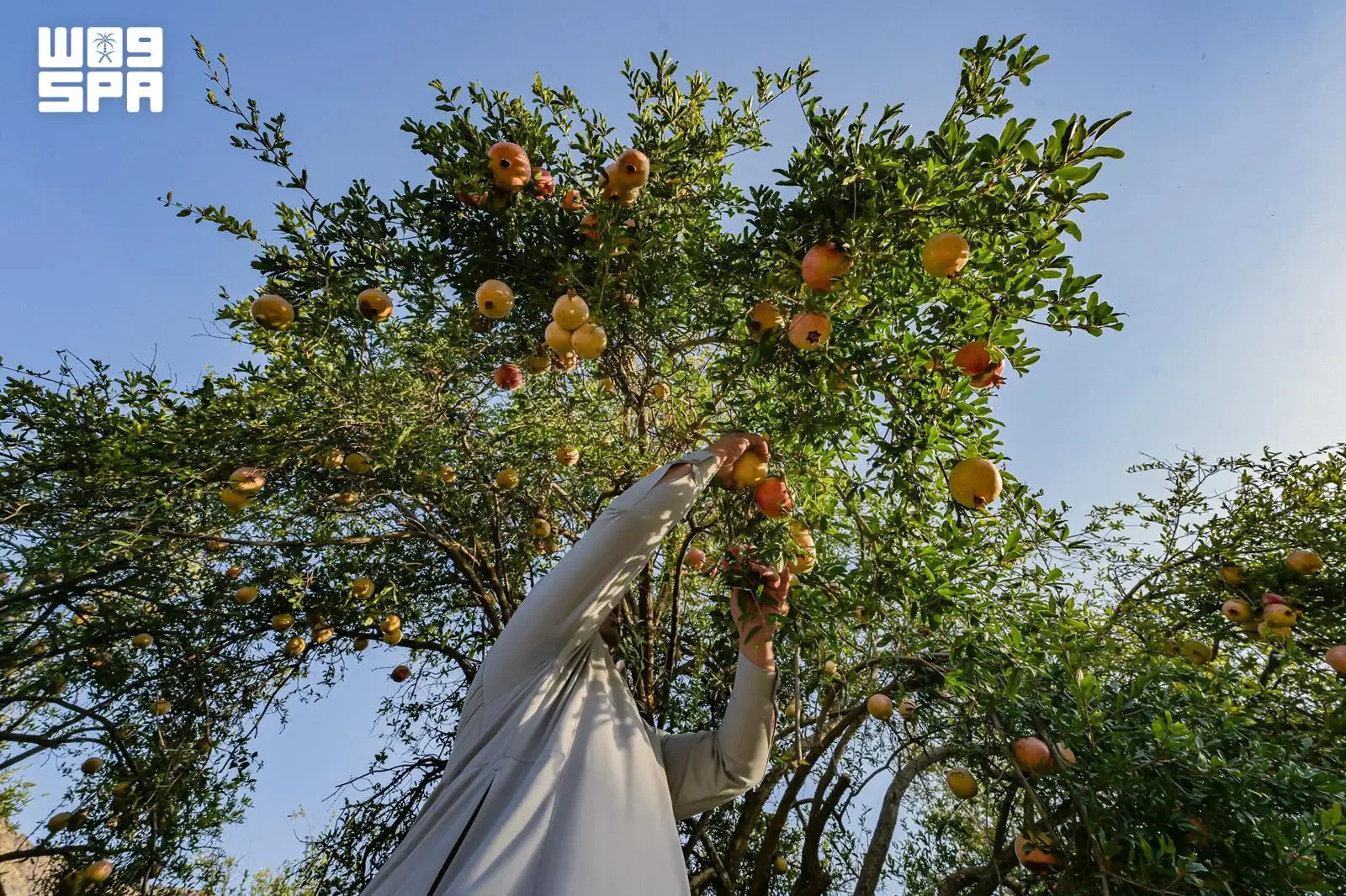 صورة من الألبوم