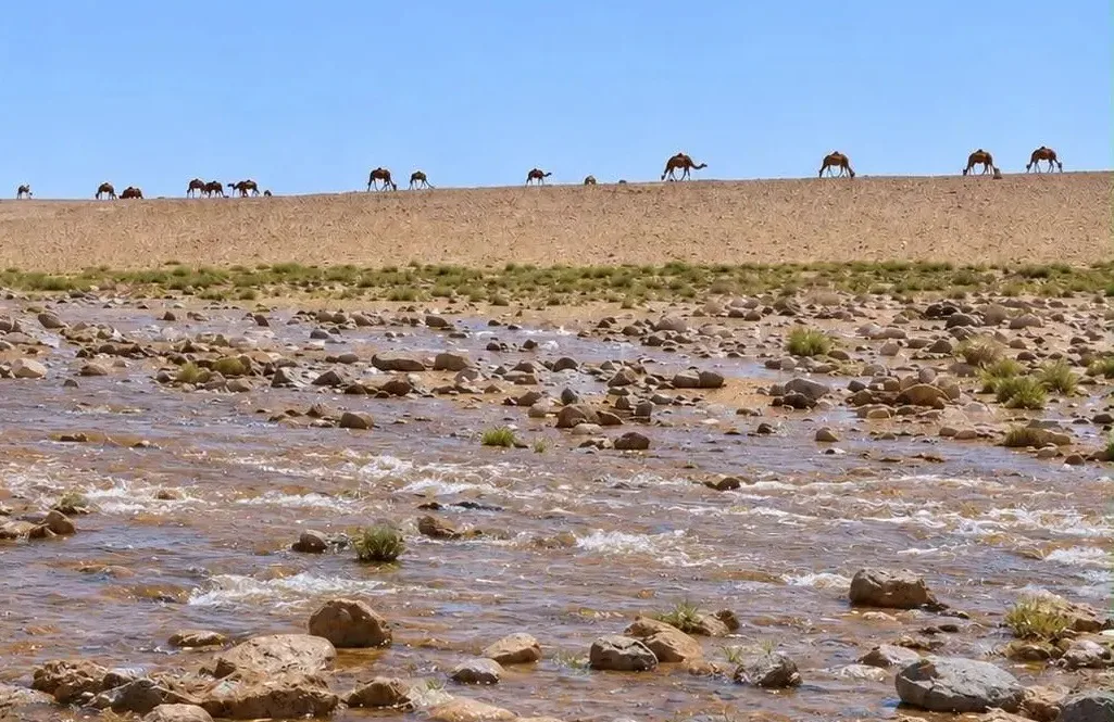 شاهد.. أمطار طريف ترسم لوحة صحراوية ساحرة بين جريان الأودية ورعي الإبل وانتعاش المراعي