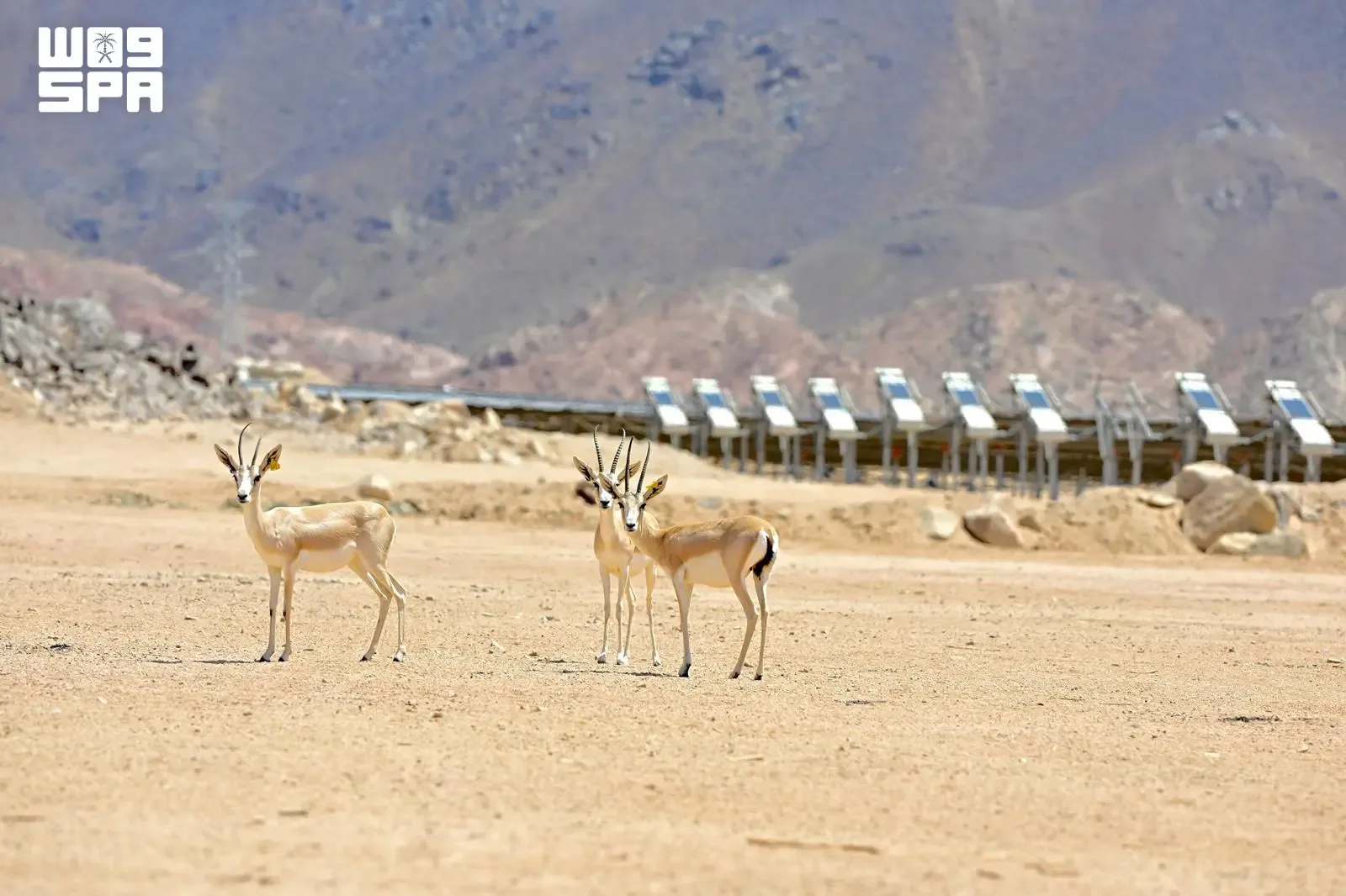 صورة من الألبوم