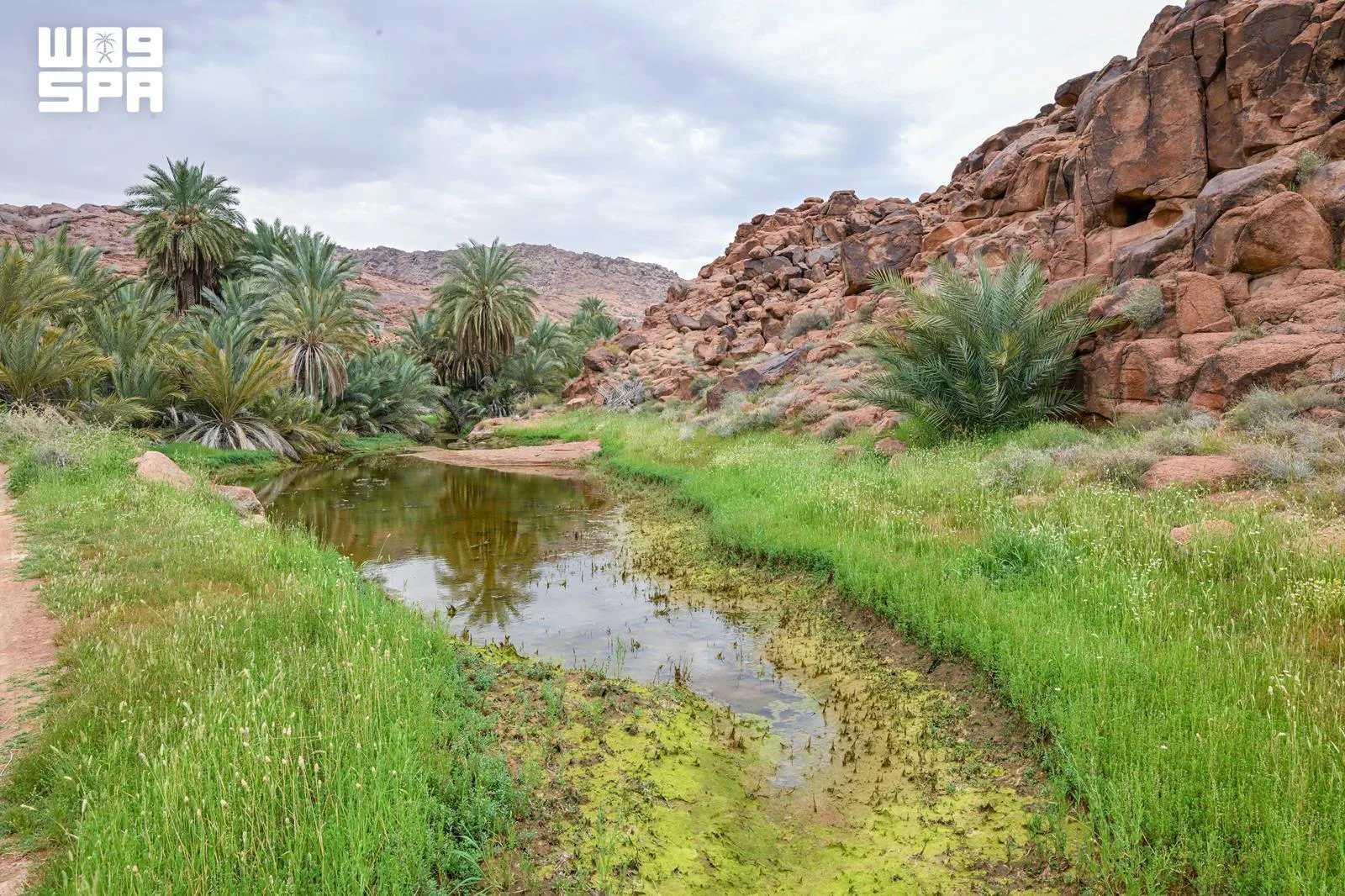صورة الخبر